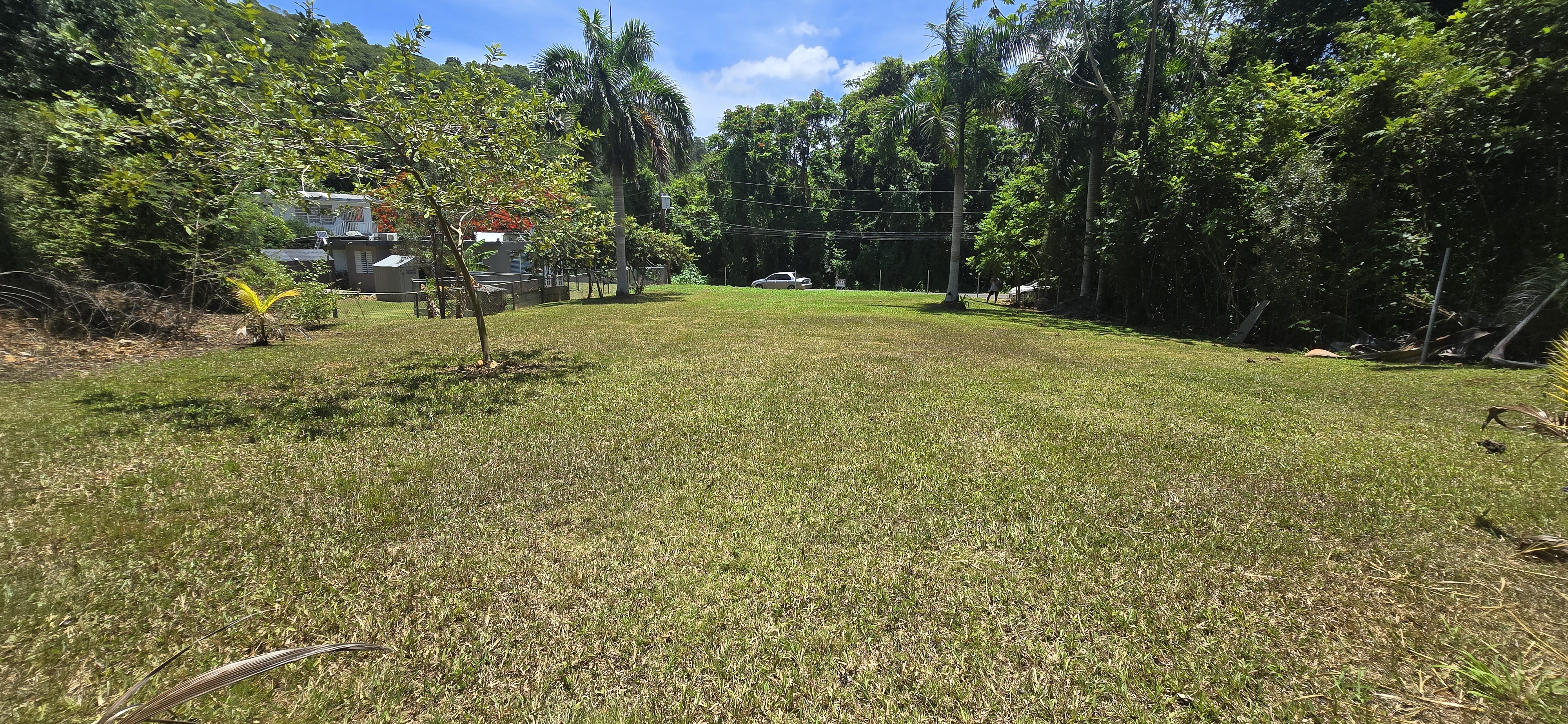 Vista del solar en Aguadilla con grama y palmas reales en entorno residencial