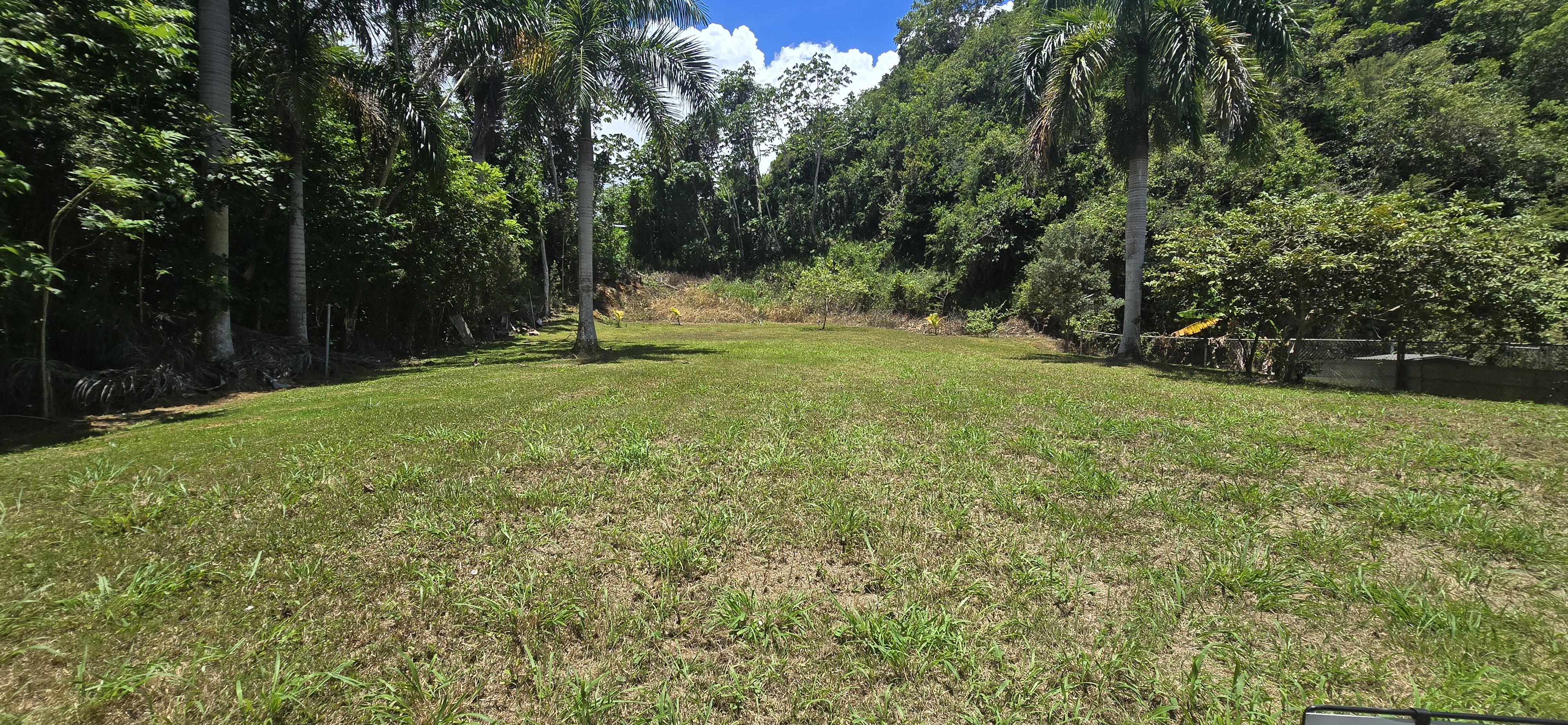 Solar en Barrio Caimital Bajo Aguadilla con palmas y vegetación verde