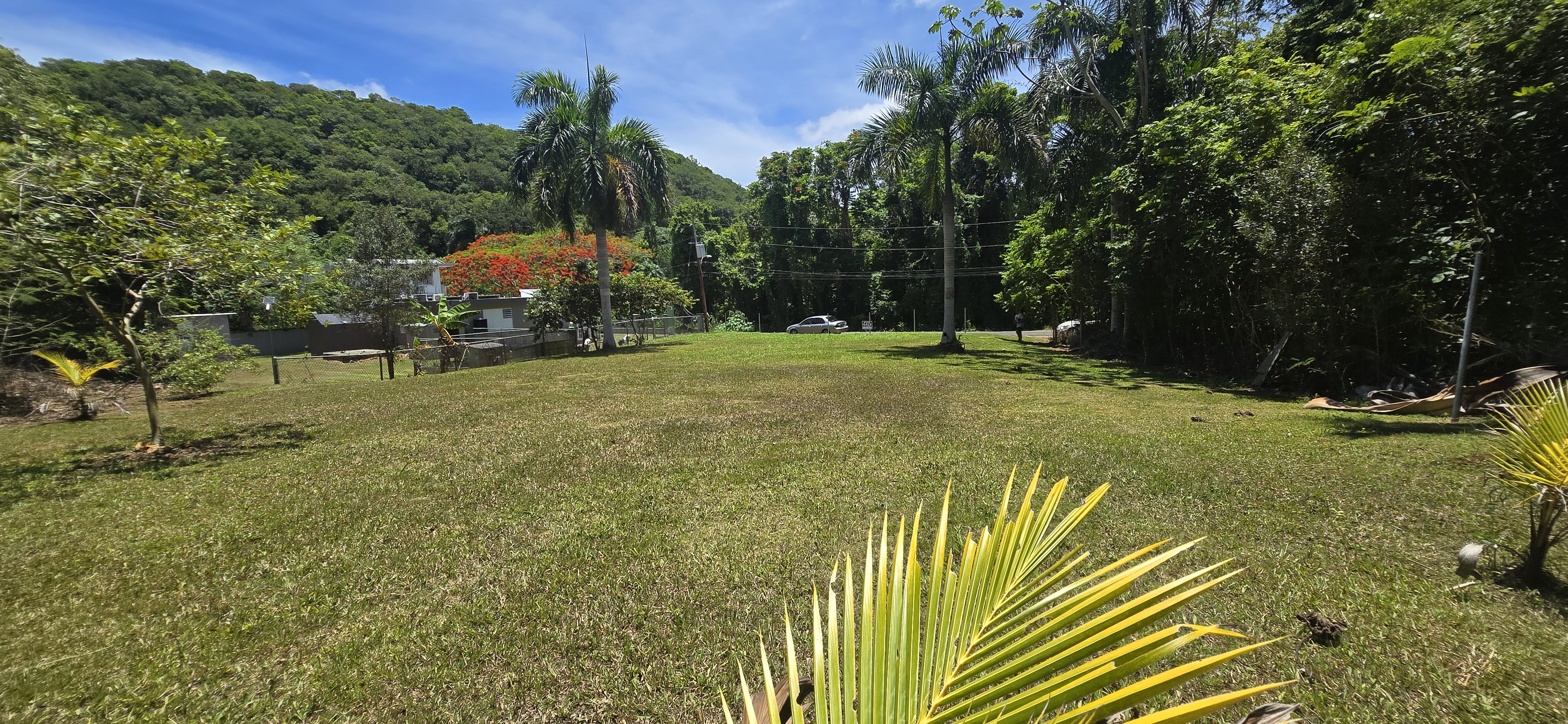 Solar en Barrio Caimital Bajo Aguadilla Puerto Rico con palmas y entorno verde