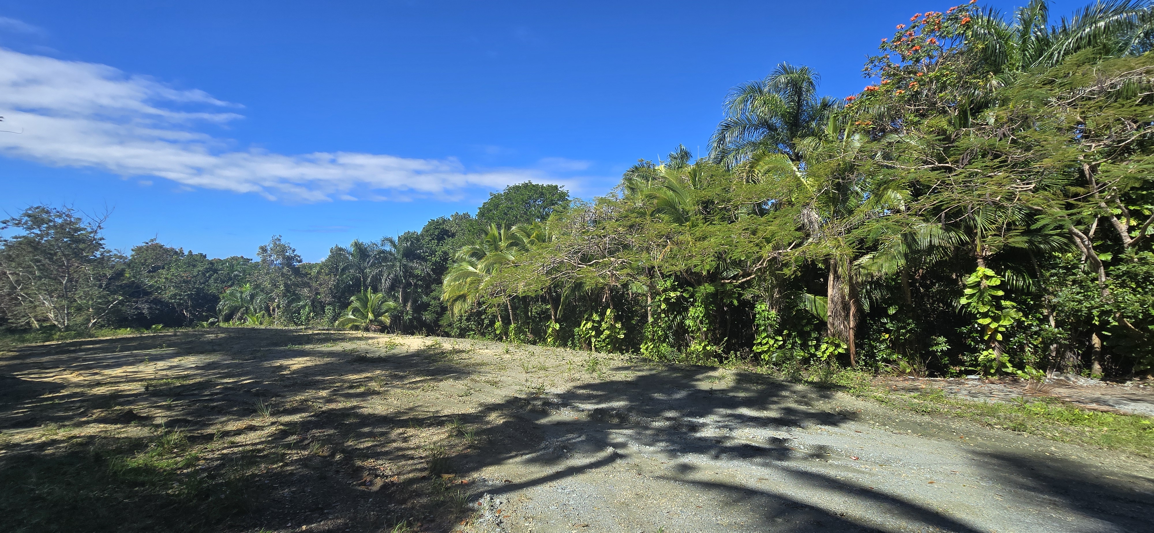 Camino de entrada a finca en San Sebastián Puerto Rico con árboles y flamboyán