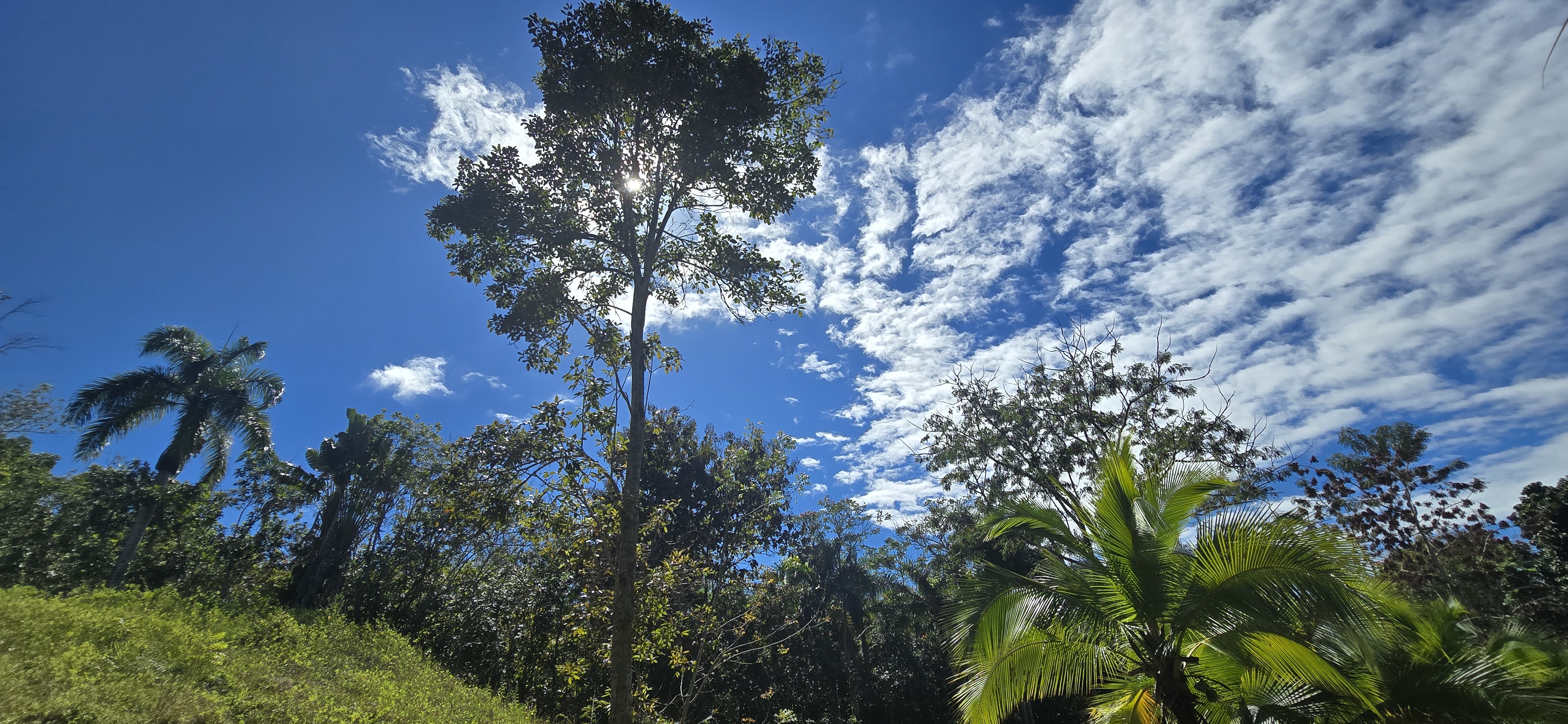 Finca de 3 cuerdas en San Sebastián Puerto Rico con naturaleza y palmas